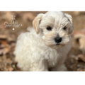 Biscuit