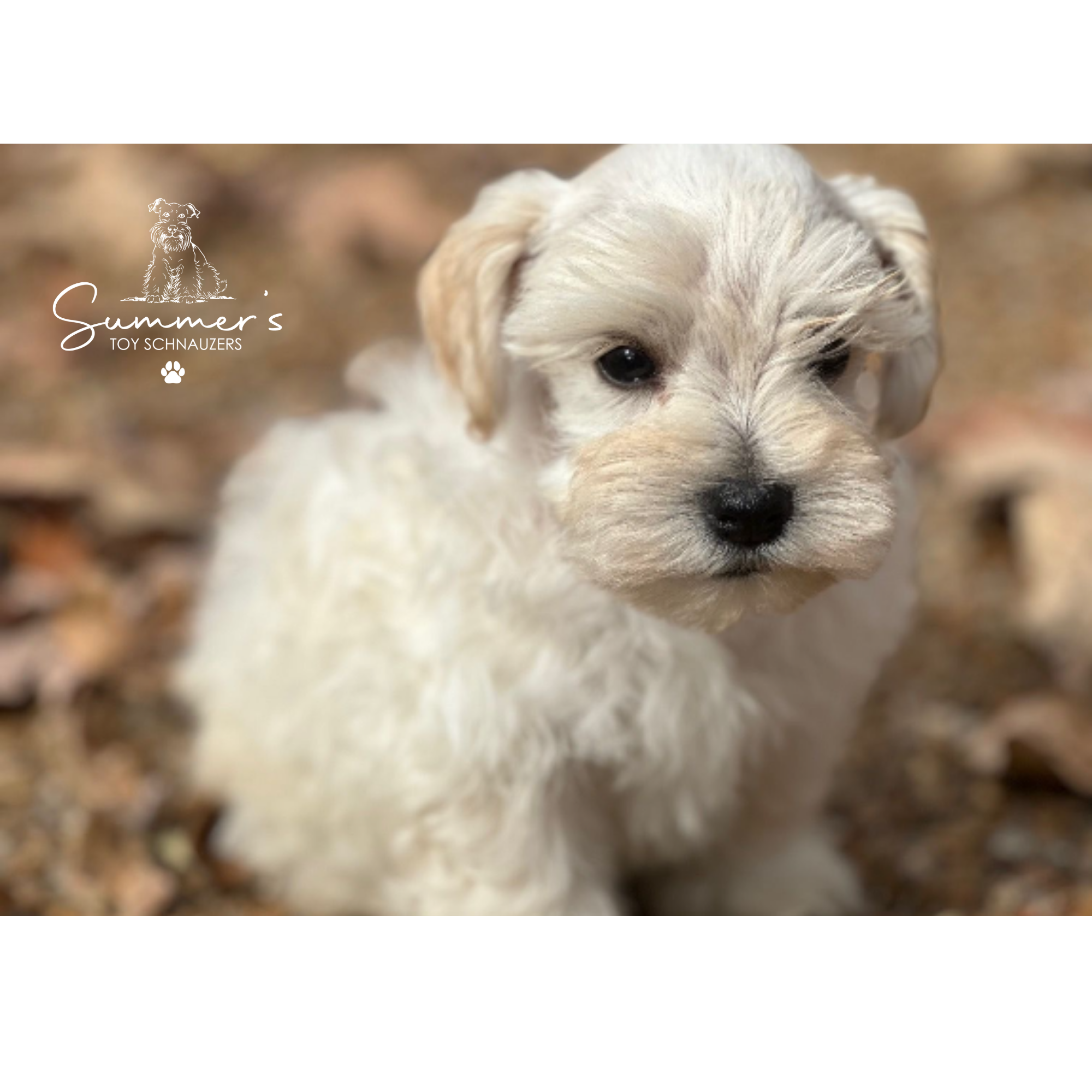 Biscuit