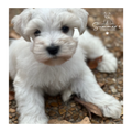 Casper