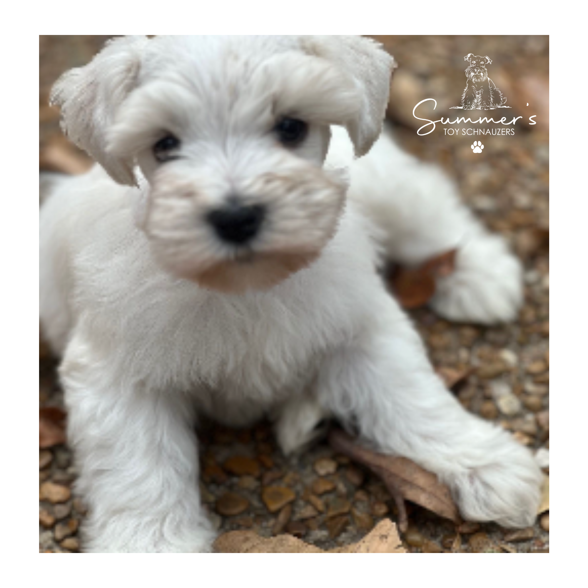 Casper