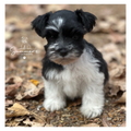 Domino