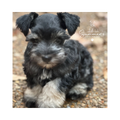 Jax