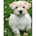 Rosie