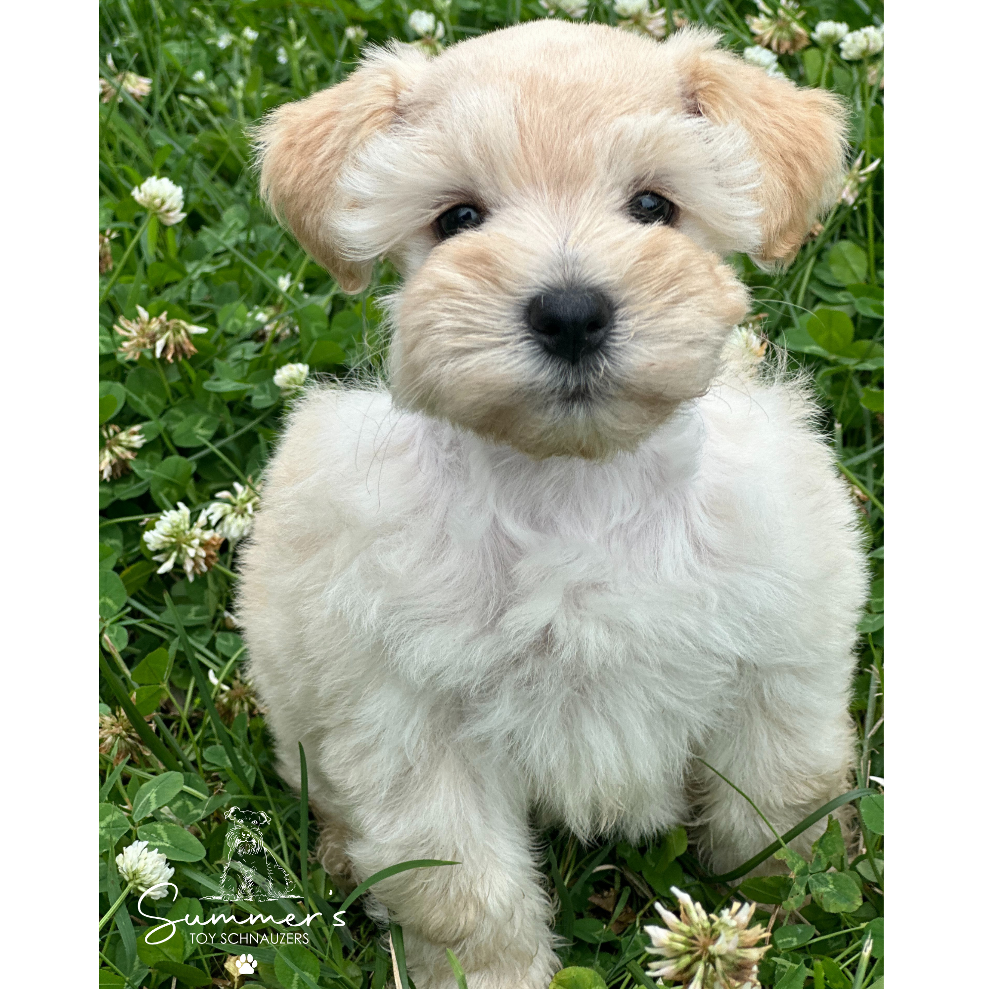 Rosie