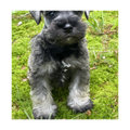 Sterling
