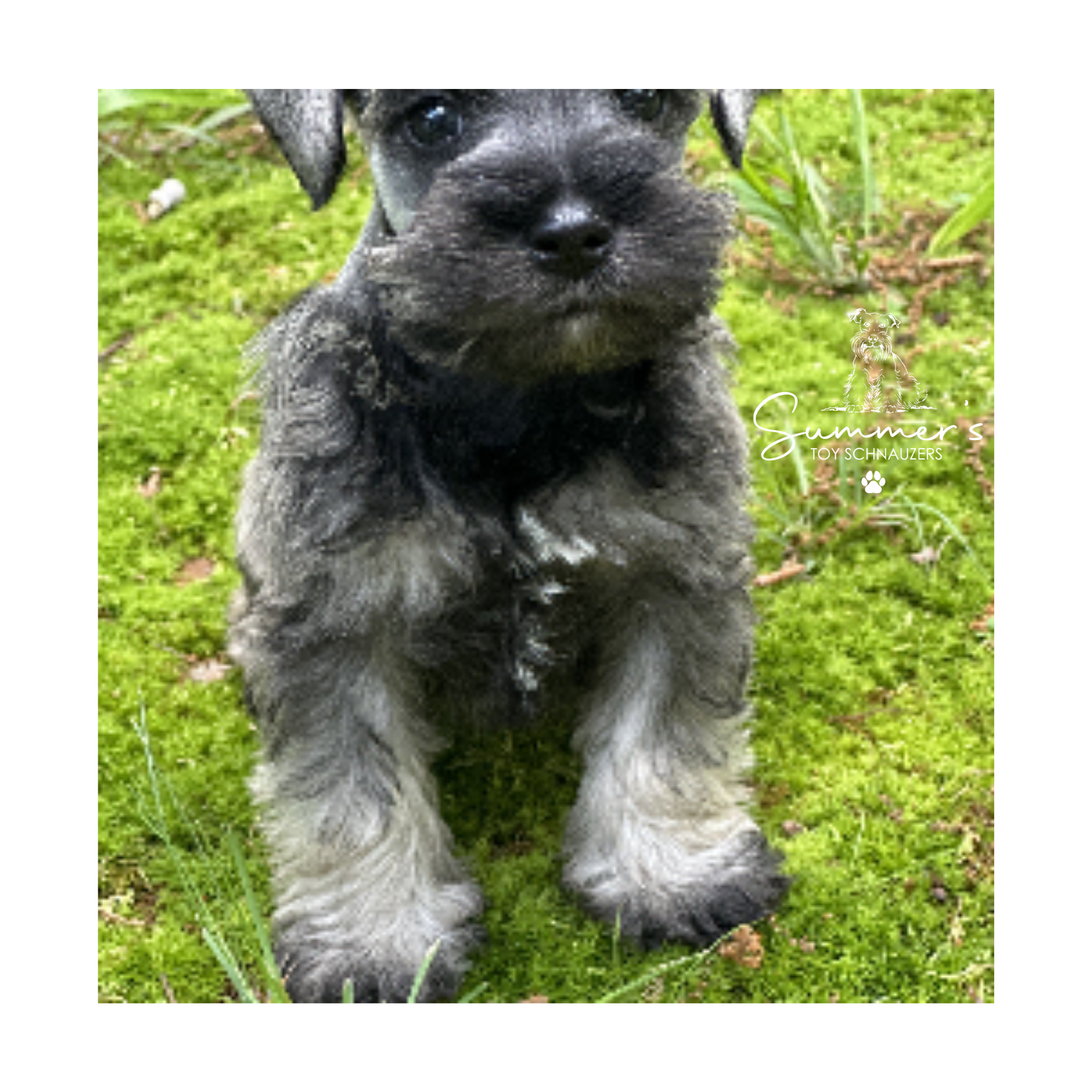 Sterling