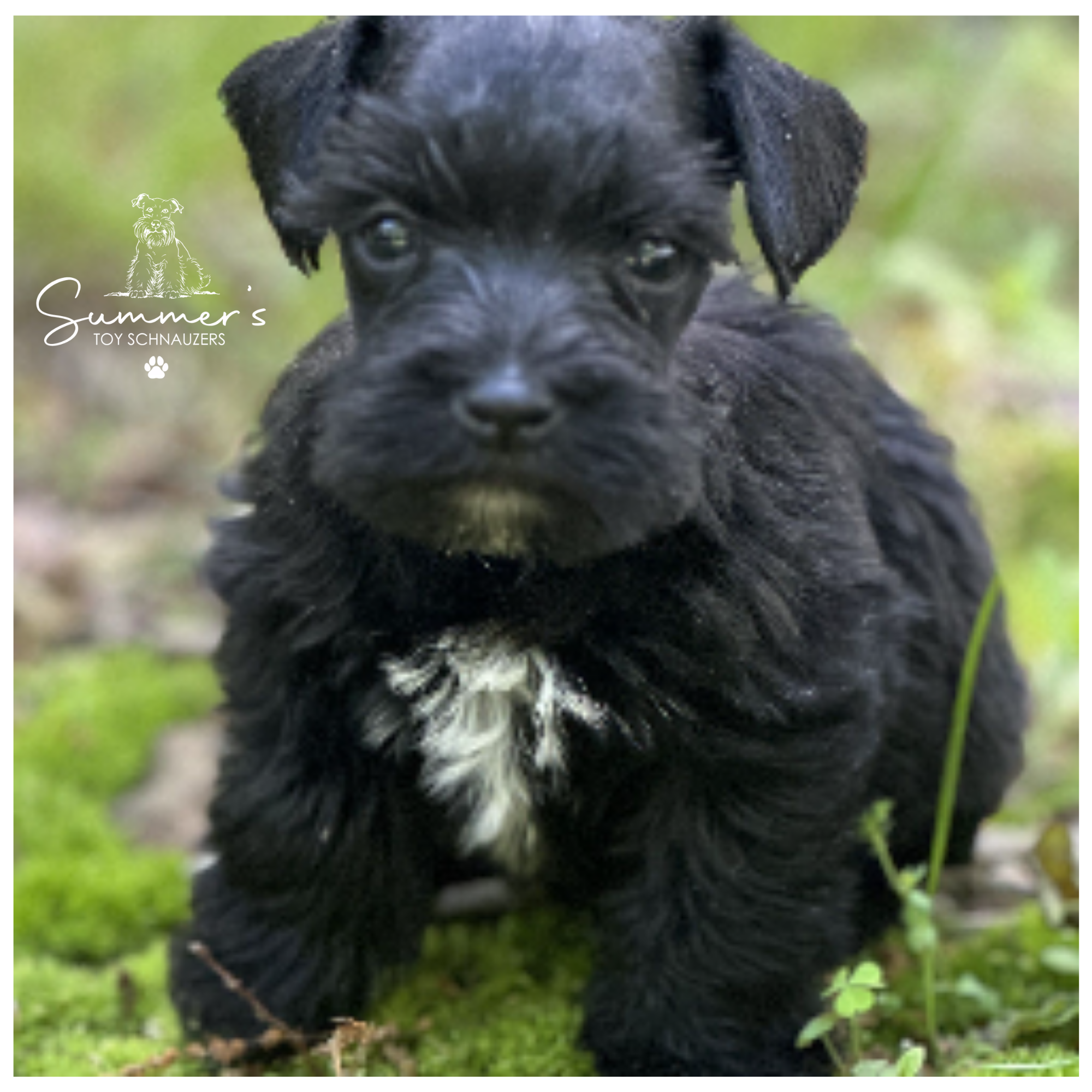 Tux