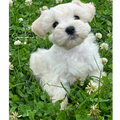 Whitey
