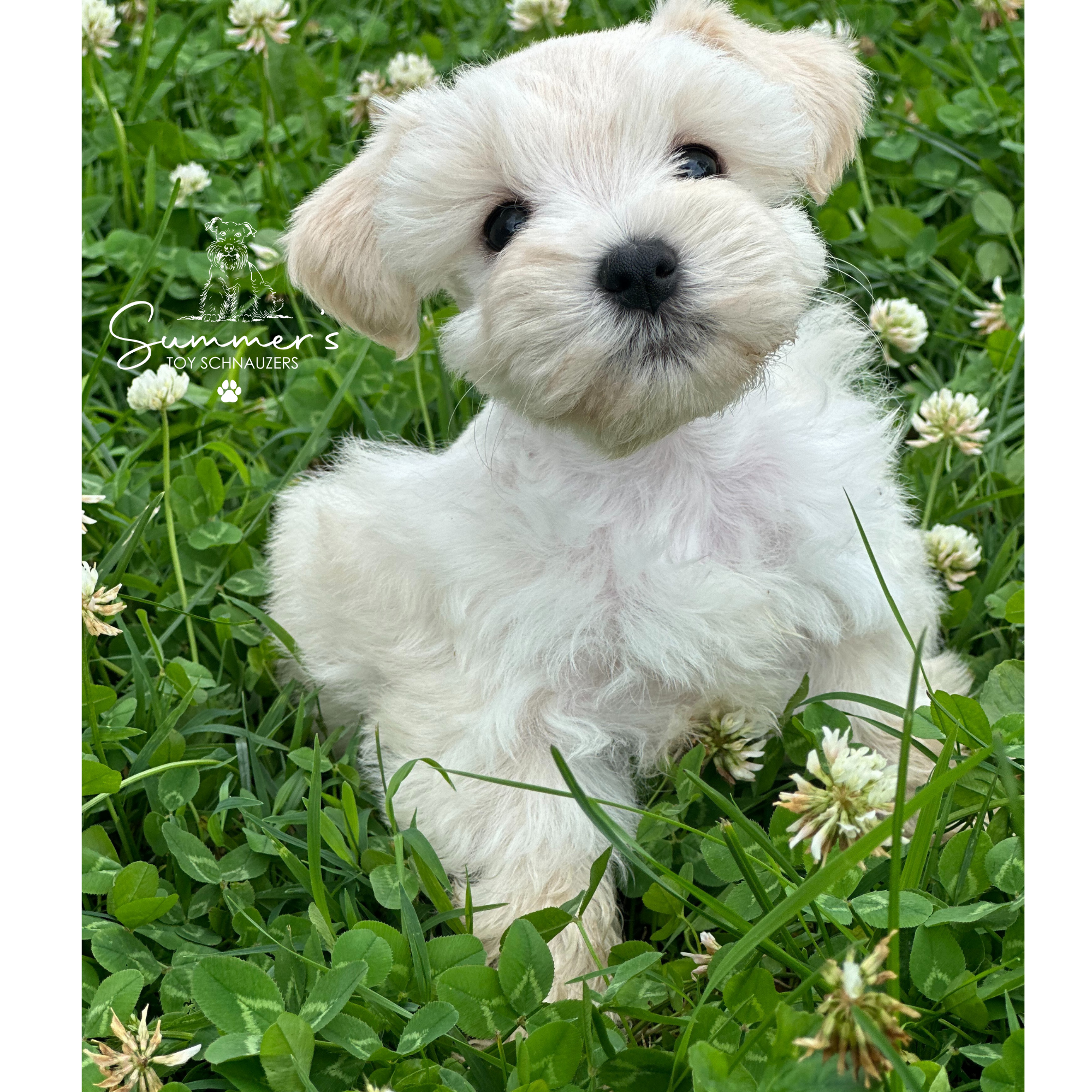 Whitey