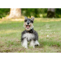Mr. Fitz