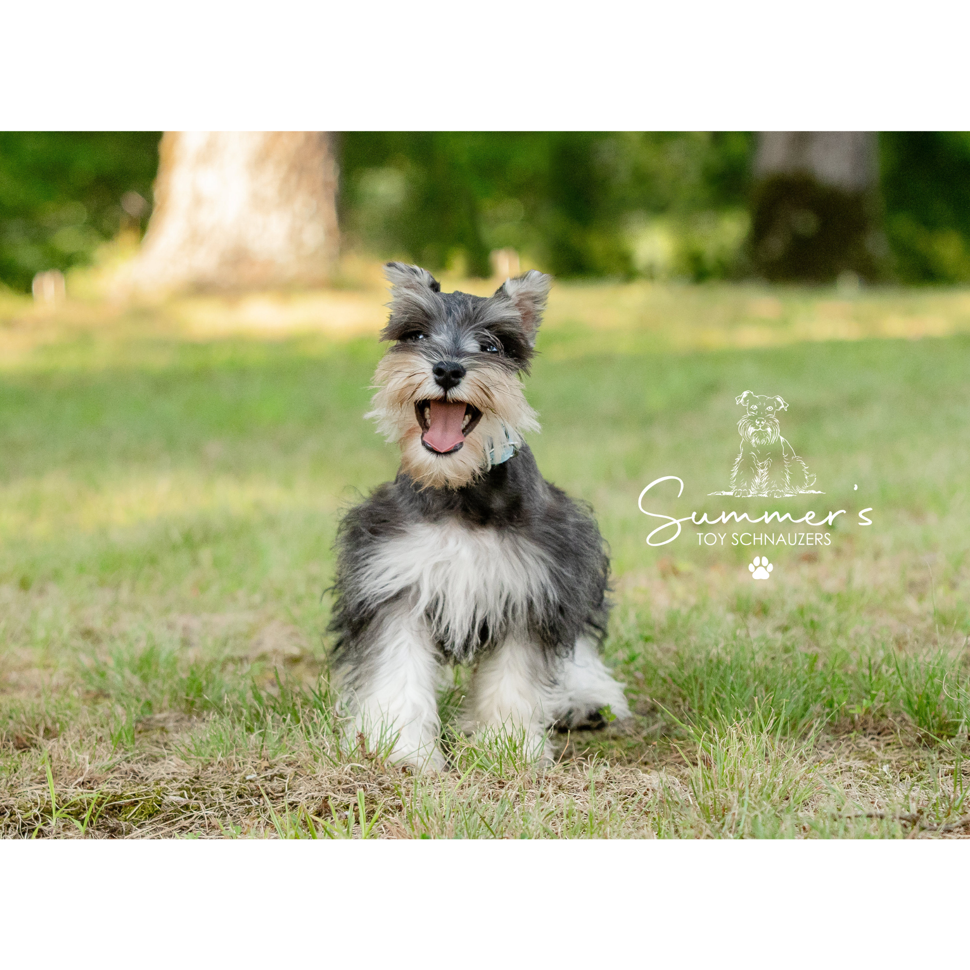 Mr. Fitz